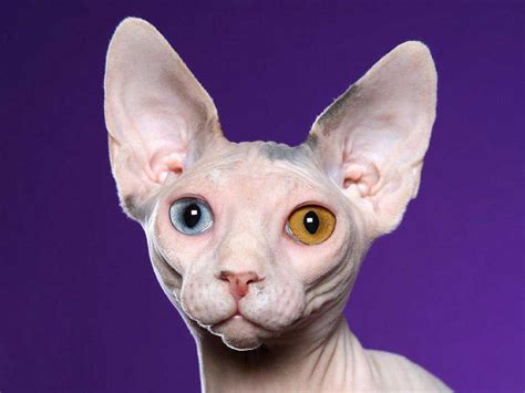 The Sphynx Cat Breed Info - Cute Funny Cat Wallpaper