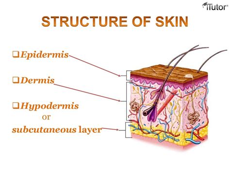 The integumentary system