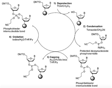 Oligonucleotide Synthesis – Anwar Hussain