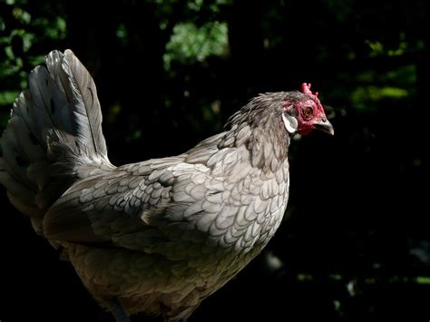 Chicken Guide: Sapphire Olive Egger - Eco Peanut