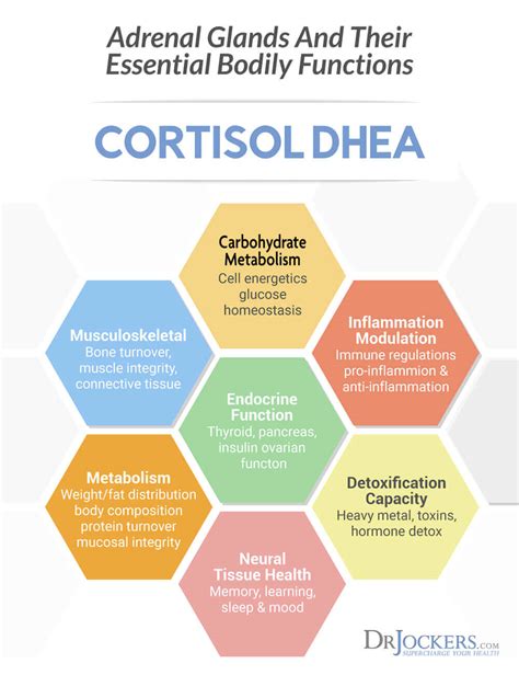 7 Ways To Balance Cortisol Levels - DrJockers.com