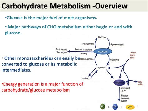 SOLUTION: Carbohydrate metabolism 01 glycolysis - Studypool