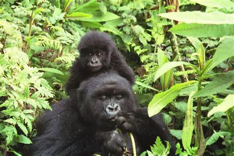 Gorilla Life Cycle - From Birth To Death All Explained - Gorilla Facts