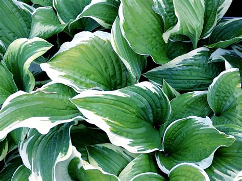 How to grow and care for hostas | Love The Garden