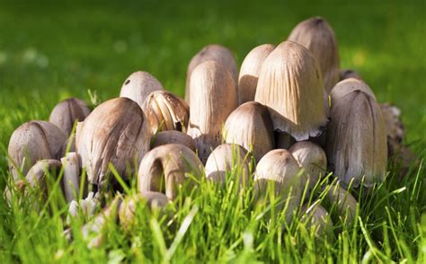 Backyard Mushrooms: What They Are + Why They're Growing There | GroCycle