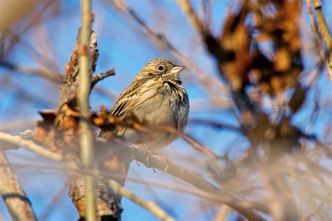 Vesper Sparrow | Audubon Field Guide