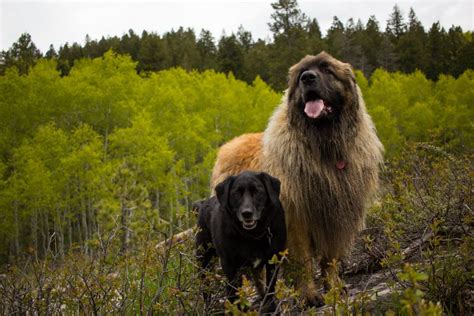 Leonberger Size Comparison