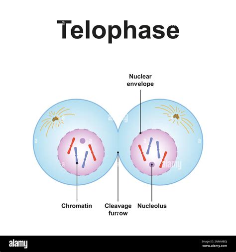 Telophase 1 And Cytokinesis Labeled