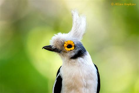 Black and white feather bird photo HD wallpaper | Wallpaper Flare