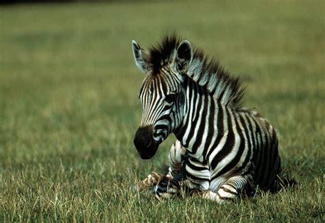 Zebra Foal Photograph by Peter Scoones/science Photo Library - Fine Art America