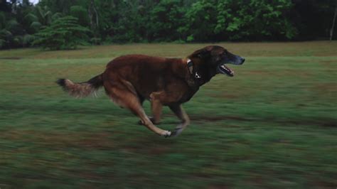 Slow Motion Dog Running Tracking Dolly Shot Stock Footage SBV-347535508 - Storyblocks