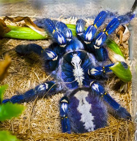 Blue Tarantulas | Keeping Exotic Pets