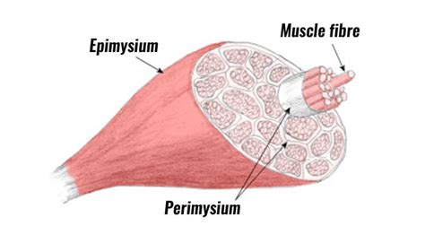 Skeletal Muscle Structure Explained In Simple Terms - TeachPE.com