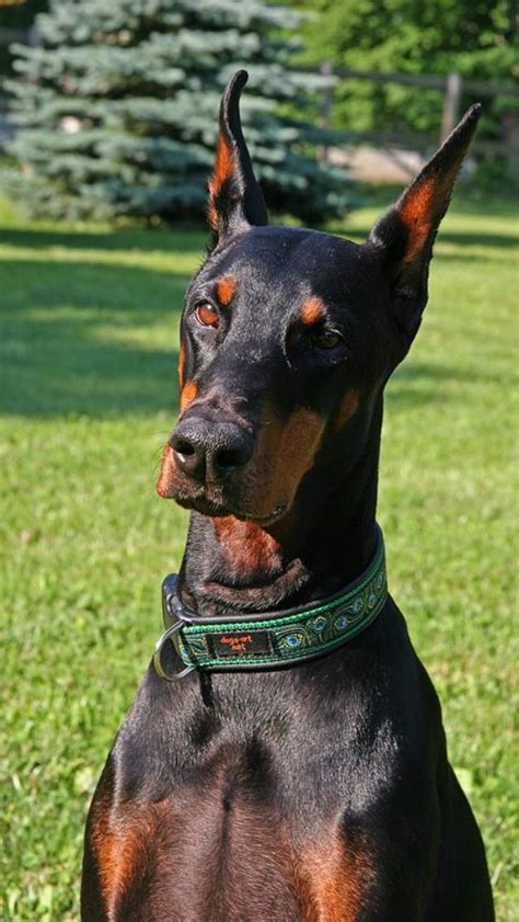 249 best Doberman Pinscher images on Pinterest