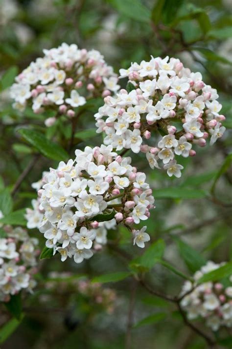 Viburnum x burkwoodii | Fragrant plant, Viburnum, Fragrant flowers