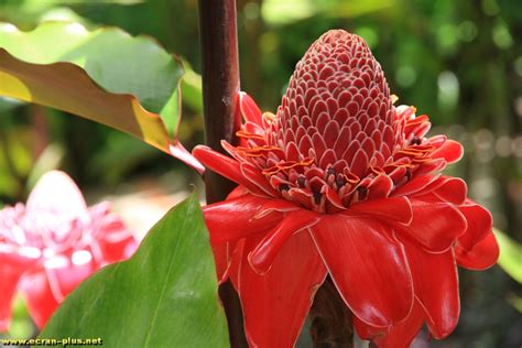 Fleur au jardin de Balata - Martinique Choices, Plants, Gardens, Plant ...