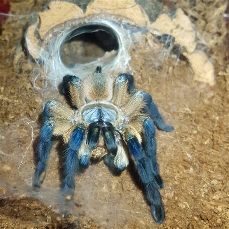 My Female Socotra Island Blue Baboon (Monocentropus Balfouri) 28 days post molt : r/tarantulas