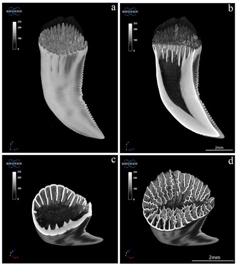 Microtomography analysis of Komodo dragon (Varanus komodoensis ...