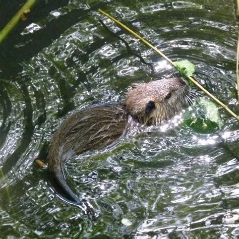 Invading Ireland: the coypu – Invasive Species Blog