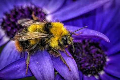 Closeup on a Queen Buff-tailed Bumblebee , Bombus Terrestris , Sitting ...