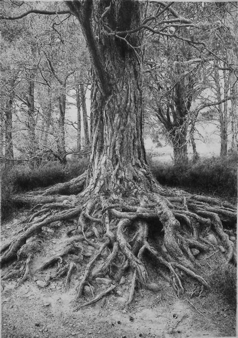 tree_drawing_by_absolutemadman-d61l2iw.jpg (1024×1451) | How to Draw Realistic Trees, Plants ...