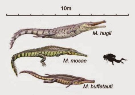 Prehistoric crocodiles' evolution mirrored in living species | Crocodile species, Crocodiles ...