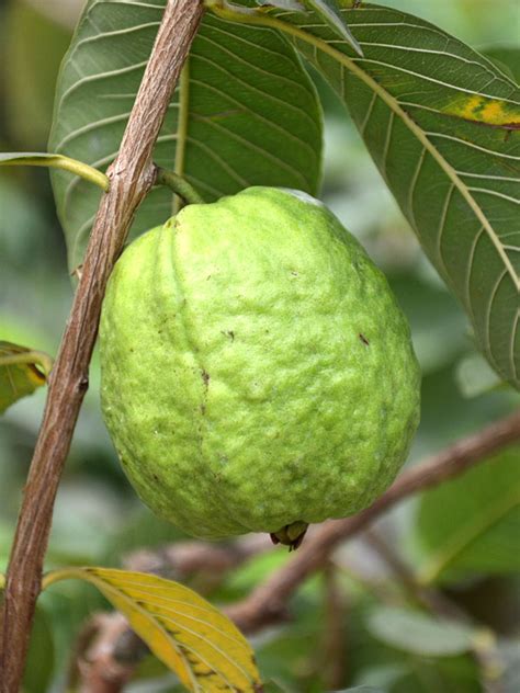 Asian Giant 3 lb. Guava Tree (psidium guajava) – Urban Tropicals