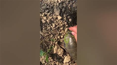 Turtle Leech Removal - YouTube