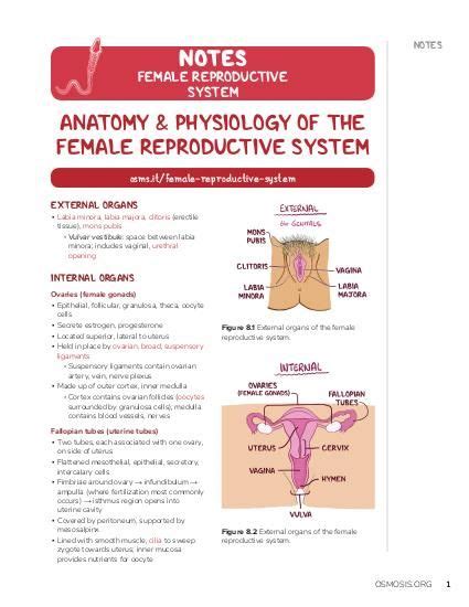 Anatomy and Physiology Reproductive System Bundle Reproductive System ...