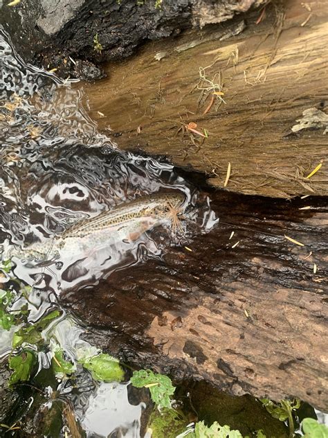 First Time Using a Tenkara Rod. Had a Blast : r/Tenkara