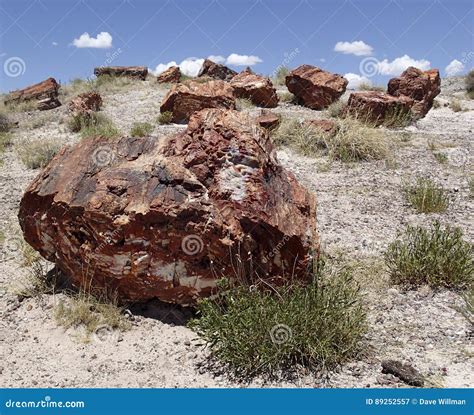 Fossils from the Petrified Wood Forest Stock Image - Image of wood, minerals: 89252557