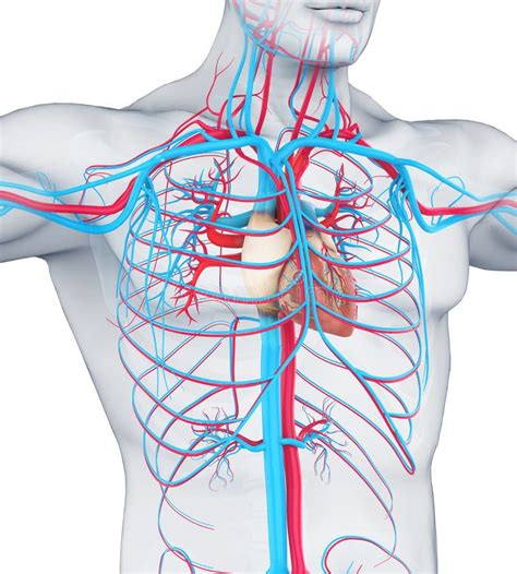 Human Circulatory System Illustration Stock Illustration - Illustration ...