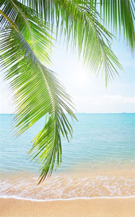 🔥 [50+] Free Tropical Beach Live Wallpapers | WallpaperSafari