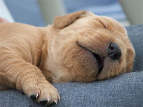 Free sleeping puppy! 1 Stock Photo - FreeImages.com