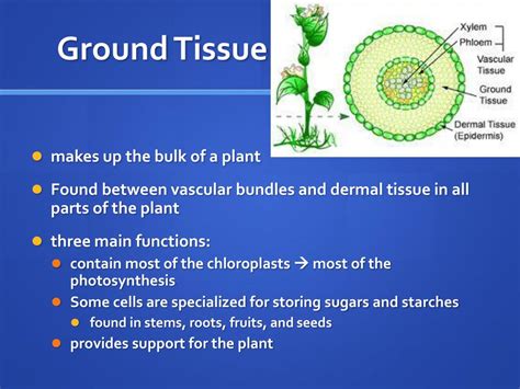 PPT - Structure and Function in Living Systems PowerPoint Presentation - ID:2362481