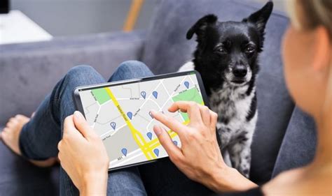 Keep your dogs safe with these GPS trackers in 2021 | Express.co.uk