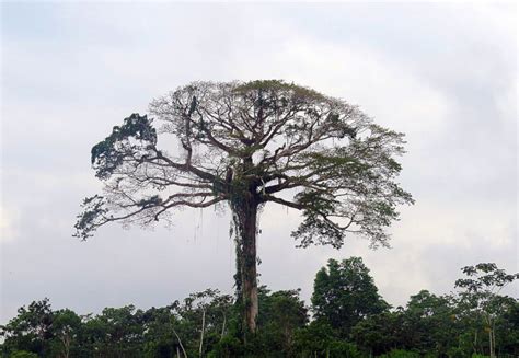 Kapok Tree l Lesser- Known Giant - Our Breathing Planet