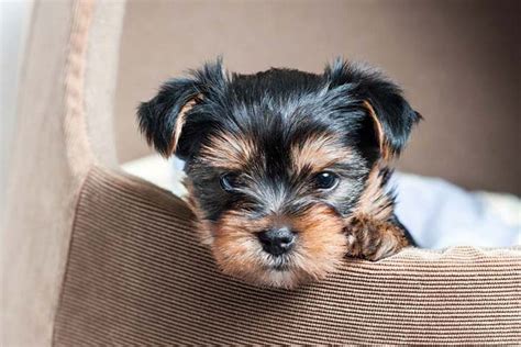 Yorkie's First Year: Training Timeline For a Yorkshire Terrier Puppy – American Kennel Club