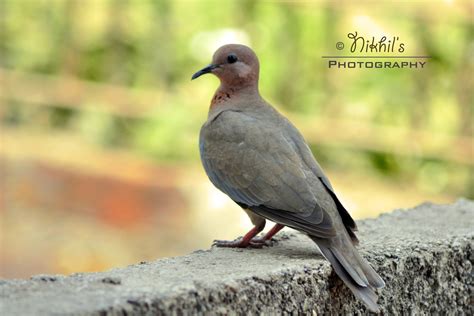 kabutar bird by Nikhil Khode / 500px