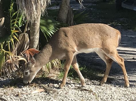 Trump Administration Opens Door To Dropping Florida's Key Deer From Endangered List : NPR