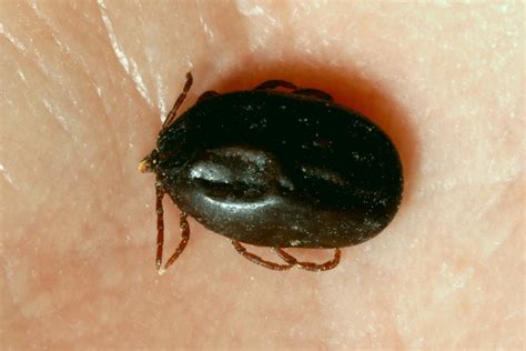 Tick Prevention Worth the Effort | CropWatch | University of Nebraska–Lincoln