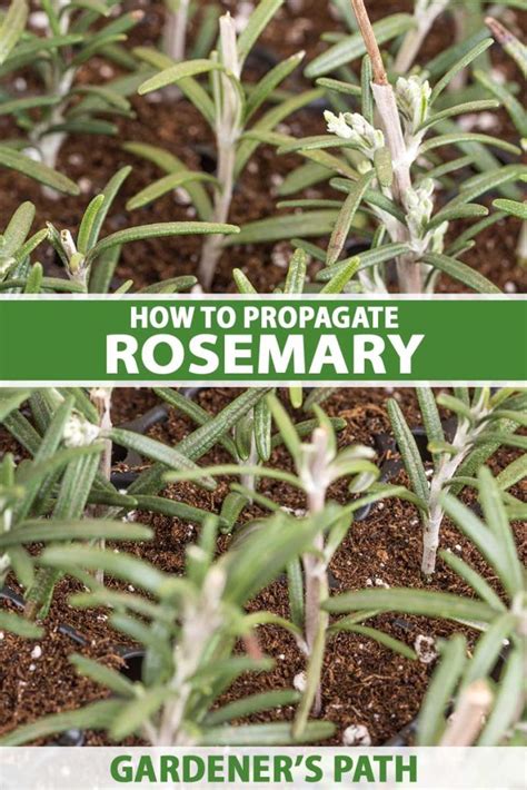 How to Propagate Rosemary Plants | Gardener’s Path