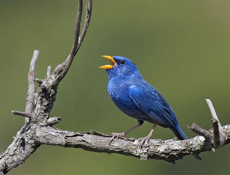 Blue Finch Facts, Pet Care, Temperament, Feeding, Pictures | Singing Wings Aviary