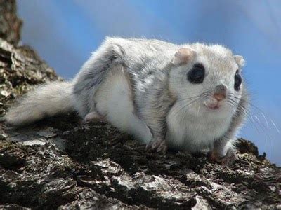 The News For Squirrels: Squirrel Facts: The Japenese Dwarf Flying Squirrel: Cuteness Overload!