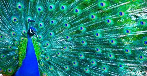 Peacock Lifespan: How Long Do Peacocks Live? - A-Z Animals