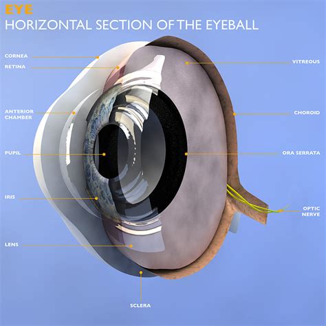 Eye Anatomy - Understand how your eyes work to produce one of the most important senses, vision.