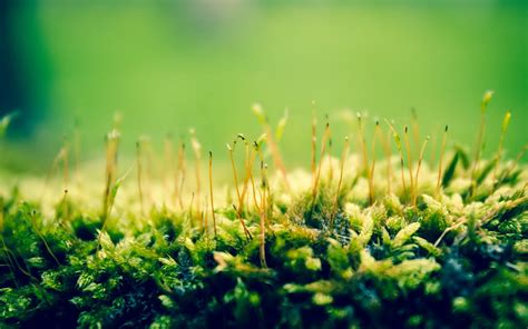 Wallpaper : sunlight, nature, plants, branch, moss, green, light, leaf, flower, grassland, plant ...