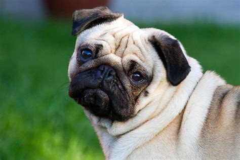 Pugs and bulldogs have more eye and foot problems than other dogs | New ...