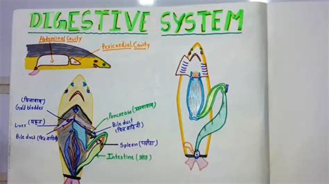 Digestive System of //#Scoliodon - YouTube