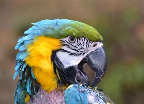 Feather Plucking in Birds | PetMD